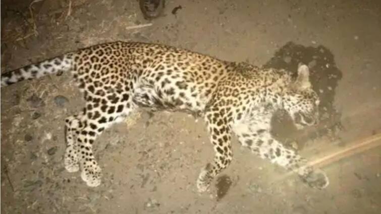 MP News: इंदौर-इच्छापुर हाईवे पर तेंदुए की मौत, ब्लास्टिंग की आवाज से सड़क पर आया था तेंदुआ? MP Indore and Ichhapur Highway Leopard Accident know details ann MP News: इंदौर-इच्छापुर हाईवे पर तेंदुए की मौत, ब्लास्टिंग की आवाज से सड़क पर आया था तेंदुआ?