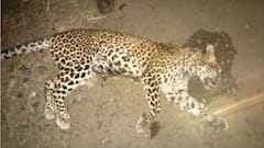 इंदौर-इच्छापुर हाईवे पर तेंदुए की मौत, ब्लास्टिंग की आवाज से सड़क पर आया था तेंदुआ?