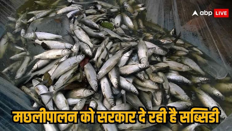 Government will give subsidy for fish farming at home know what is the process Fish Farming: घर में मछली पालन करने के लिए सरकार देगी सब्सिडी, जानिए क्या है प्रकिया
