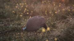 सांप का दुश्मन है ये पक्षी, चोंच से करता है शिकार