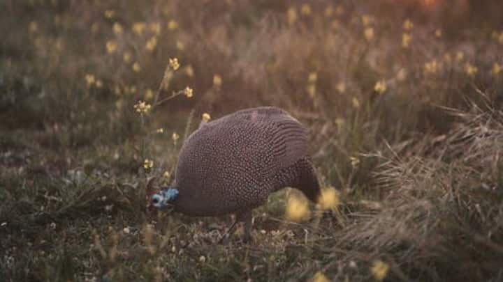 दरअसल इस पक्षी को गिनी फाउल के नाम से जाना जाता है. ये टर्की या मुर्गी जैसी पक्षियों की श्रेणी में आती है. ये पक्षी मुर्गी जैसी दिखती है. वहीं ये शिकारियों को बड़ी ही आसानी से दूर भगा देती है. सांपों का भी ये दुश्मन है.