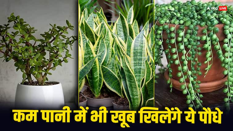 these indoor plants will grow at minimum watering at home in summer season घर में लगाएं यह सुंदर से पौधे, गर्मी में कम पानी देंगे फिर भी चलेगा काम