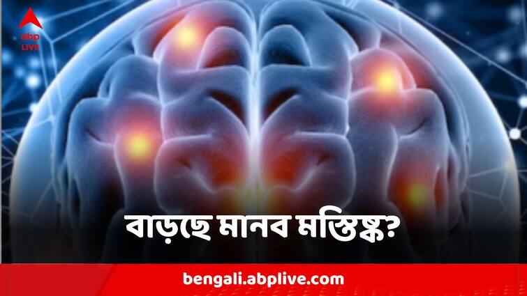 Is Size Of Human Brain Really Increasing In Volume Study Finds Astounding Results Human Brain:আয়তনে বাড়ছে মানবমস্তিষ্ক? চাঞ্চল্যকর ইঙ্গিত নতুন গবেষণায়