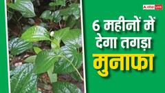 इस खास पौधे की खेती कर कमा सकते हैं लाखों