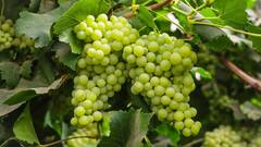 Grapes Benefits: ગરમીમાં વિટામિન Cથી ભરપૂર લીલી દ્રાક્ષ ખાવાના છે 7 ગજબ ફાયદા