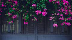 Bougainvillea Plant: வீட்டுத் தோட்டத்தில் காகிதப்பூ வளர்க்கிறீர்களா? இதோ டிப்ஸ்!