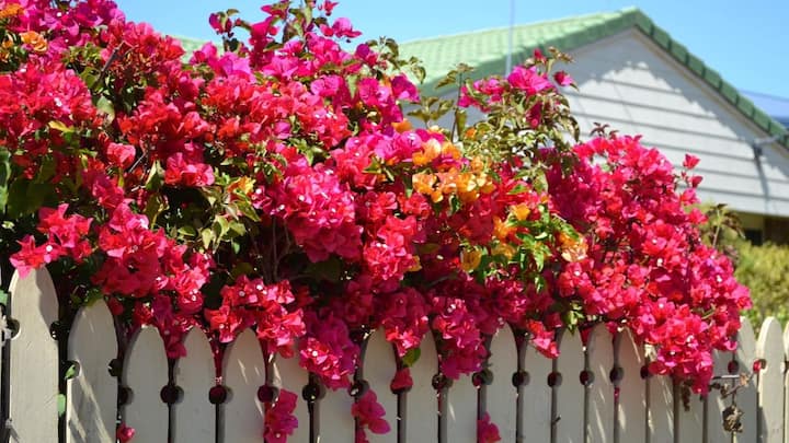 Bougainvillea Plant: Bougainvillea Plant: வீட்டுத் தோட்டத்தில் காகிதப்பூ வளர்க்கிறீர்களா? ஆரோக்கியமாக செடி வளர்க்க சில டிப்ஸ்..