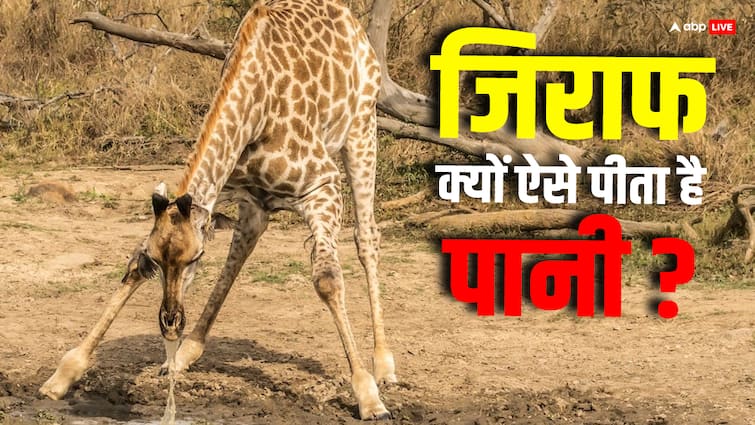 Giraffe Drink Water:जिराफ कैसे पीता है पानी, क्योंकि मुंह आसानी से नहीं पहुंचता जमीन तक