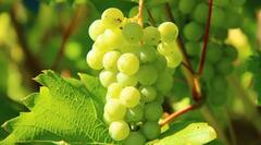 Grapes Benefits: ગરમીમાં વિટામિન Cથી ભરપૂર લીલી દ્રાક્ષ ખાવાના છે 7 ગજબ ફાયદા