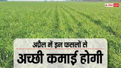 अप्रैल के टाइम पर खेत में लगा दें ये फसल होगा तगड़ा मुनाफा