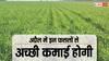 अप्रैल के टाइम पर खेत में लगा दें ये फसल होगा तगड़ा मुनाफा