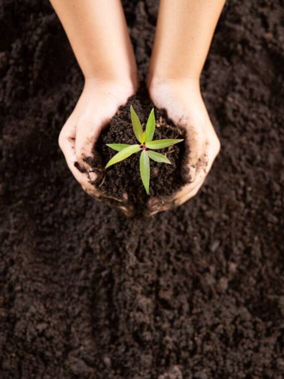 अंडे के छिलके से कैसे बनाएं खाद?