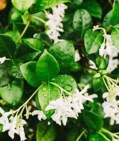 Bedroom Plants: बेडरूम में रखें ये पौधे, रात को आएगी चैन की नींद!