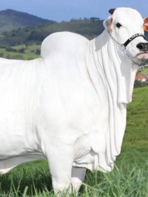 इस गाय की कीमत 40 करोड़, देखी क्या?