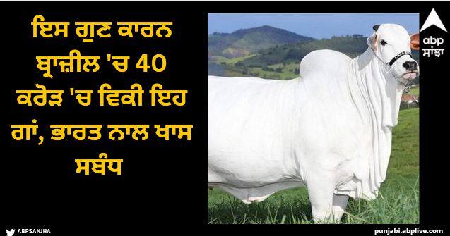 world most expensive cow was sold in brazil worth rs 40 crore Viral News: ਇਸ ਗੁਣ ਕਾਰਨ ਬ੍ਰਾਜ਼ੀਲ 'ਚ 40 ਕਰੋੜ 'ਚ ਵਿਕੀ ਇਹ ਗਾਂ, ਭਾਰਤ ਨਾਲ ਖਾਸ ਸਬੰਧ