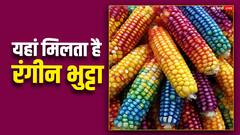Colorful Corn:दुनिया के इस देश में मिलता है रंगीन भुट्टा, फोटो देखकर ही तबीयत हो जाएगी हरी-भरी