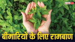 हर घर में आसानी से मिलने वाला यह छोटा सा पौधा...करेगा बीमारियों को जड़ से खत्म