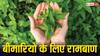Health Tips: हर घर में आसानी से मिलने वाला यह छोटा सा पौधा...करेगा बीमारियों को जड़ से खत्म