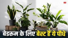 Bedroom Plants: बेडरूम में रखें ये पौधे, रात को आएगी चैन की नींद!