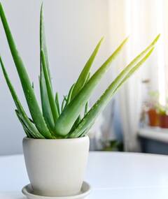 Bedroom Plants: बेडरूम में रखें ये पौधे, रात को आएगी चैन की नींद!