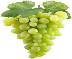 Grapes Benefits: ગરમીમાં વિટામિન Cથી ભરપૂર લીલી દ્રાક્ષ ખાવાના છે 7 ગજબ ફાયદા