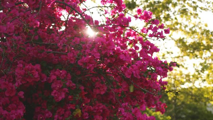 Bougainvillea என்ற அறிவியல் பெயர் கொண்ட காகிதப்பூ ஆரோக்கியமாக வளர வெயில் அவசியம். ஒரு நாளைக்கு குறைந்தது 6 மணி நேரம் வெயிலில் இருப்பதை உறுதி செய்யுங்கள்.
