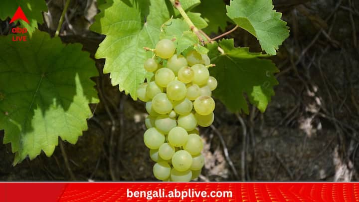 Wash And Store Grapes:থোকায় থাকা আঙুর দেখতেও যেমন আকর্ষণীয়, খেতেও লোভনীয়। কিন্তু ঠিক ভাবে পরিষ্কার না করলে এই উপাদেয় ফল থেকে বহু সমস্যা হতে পারে, সতর্ক করেন বিশেষজ্ঞরা।