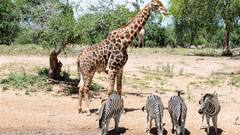 Giraffe Drink Water:जिराफ कैसे पीता है पानी, क्योंकि मुंह आसानी से नहीं पहुंचता जमीन तक