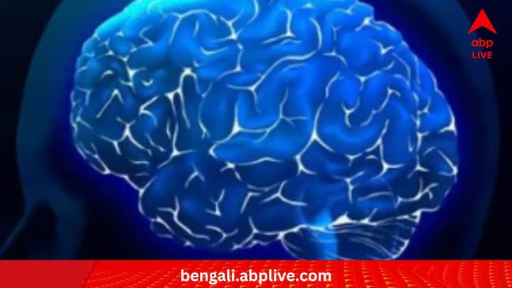 মস্তিষ্কের নির্দিষ্ট অংশ ধরে বিশ্লেষণ করতে গিয়ে দেখা যায়, হিপোক্যাম্পাস, যা কিনা স্মৃতি ও শিখনের ক্ষেত্রে অত্যন্ত গুরুত্বপূর্ণ ভূমিকা নেয়, তার আয়তনও জেনারেশন 'এক্স'-এর ক্ষেত্রে পূর্ববর্তী প্রজন্মের তুলনায় সার্বিক ভাবে ৫.৭ শতাংশ বেড়েছে।