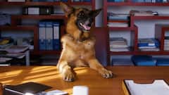 Dogs tell about stress:इंसान की सांस सूंघकर कुत्ते बताएंगे तनाव की स्थिति, वैज्ञानिकों ने नए शोध में किया दावा