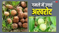 गमले में उगा सकते हैं अखरोट, बेहद आसान है तरीका