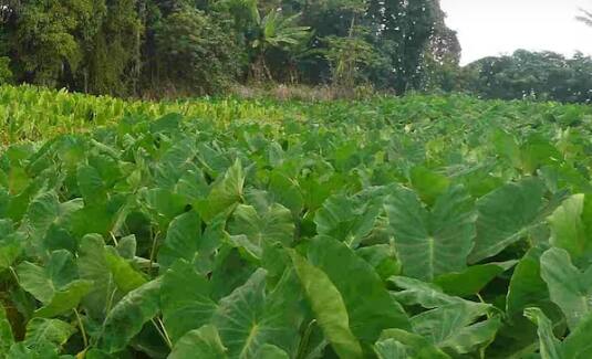 ਅਰਬੀ ਦੀ ਕਾਸ਼ਤ ਕਰਨ ਲਈ ਖੇਤ ਦੀ ਚੰਗੀ ਤਰ੍ਹਾਂ ਵਾਹੀ ਕਰੋ। ਇਸ ਦੇ ਨਾਲ ਹੀ ਖੇਤ ਨੂੰ ਚੰਗੀ ਤਰ੍ਹਾਂ ਨਾਲ ਪੁੱਟ ਲਓ। ਅਰਬੀ ਦੀ ਬਿਜਾਈ ਫਰਵਰੀ ਵਿੱਚ ਅਤੇ ਸਾਉਣੀ ਦੇ ਮੌਸਮ ਵਿੱਚ ਜੂਨ ਵਿੱਚ ਕਰਨ ਦਾ ਸਹੀ ਸਮਾਂ ਹੈ।