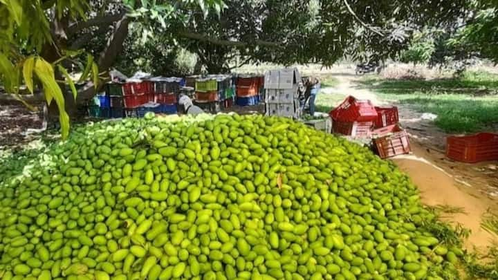 आम गर्मी में पैदा होने वाला फल होता है. आम का पौधा अच्छा फल दे इसके लिए उसमें अच्छी क्वालिटी की खाद भी जरूरी होती है.