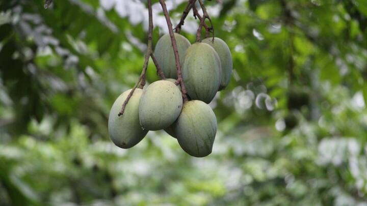 மாங்காய் உடன் வெல்லம் சேர்த்து மாங்காய் பச்சடி உண்ணலாம்.