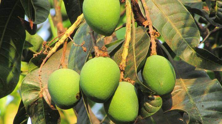 வெள்ளரிக்காய் ஜூஸ் உடன் மாங்காய் துண்டு சேர்த்து செய்யலாம்.