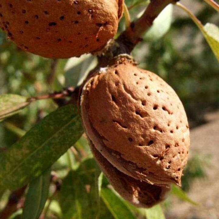 ਬਦਾਮ ਵੀ ਇੱਕ ਸੁੱਕਾ ਮੇਵਾ ਹੈ ਜਿਸ ਨੂੰ ਲੋਕ ਗਰਮੀਆਂ ਵਿੱਚ ਖਾਣ ਤੋਂ ਸੰਕੋਚ ਕਰਦੇ ਹਨ। ਕਾਰਨ ਇਹ ਹੈ ਕਿ ਇਸ ਦਾ ਗਰਮ ਸੁਭਾਅ ਚਿਹਰੇ 'ਤੇ ਫੋੜਿਆਂ ਨੂੰ ਜਨਮ ਦੇ ਸਕਦਾ ਹੈ। ਅਜਿਹੇ 'ਚ ਤੁਹਾਨੂੰ ਦੱਸ ਦੇਈਏ ਕਿ ਜੇਕਰ ਤੁਸੀਂ ਇਨ੍ਹਾਂ ਨੂੰ ਰਾਤ ਭਰ ਪਾਣੀ 'ਚ ਭਿਓ ਕੇ ਸਵੇਰੇ ਖਾਓਗੇ ਤਾਂ ਤੁਸੀਂ ਨਾ ਸਿਰਫ ਮੁਹਾਸੇ ਦੀ ਸਮੱਸਿਆ ਤੋਂ ਬਚੋਗੇ ਸਗੋਂ ਦਿਮਾਗ ਦੀ ਸਿਹਤ ਨੂੰ ਵੀ ਠੀਕ ਰੱਖ ਸਕੋਗੇ।