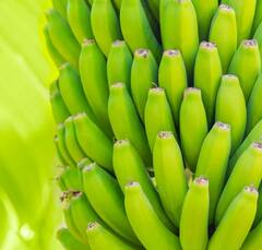 Health News: ਜੇਕਰ ਘਟਾਉਣਾ ਚਾਹੁੰਦੇ ਹੋ ਵਜ਼ਨ ਤਾਂ ਡਾਈਟ 'ਚ ਸ਼ਾਮਿਲ ਕਰੋ ਕੱਚੇ ਕੇਲੇ, ਜਾਣੋ ਇਸ ਦੇ ਹੋਰ ਫਾਇਦੇ