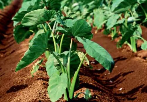 ਅਰਬੀ ਦੀ ਬਿਜਾਈ ਲਾਈਨਾਂ ਵਿੱਚ ਕਰਨੀ ਚਾਹੀਦੀ ਹੈ। ਅਰਬੀ ਦੀ ਇੱਕ ਲਾਈਨ ਦੀ ਦੂਰੀ ਦੂਜੀ ਲਾਈਨ ਤੋਂ 45 ਸੈਂਟੀਮੀਟਰ ਰੱਖੋ ਅਤੇ ਇੱਕ ਪੌਦੇ ਦੀ ਦੂਜੇ ਪੌਦੇ ਤੋਂ 30 ਸੈਂਟੀਮੀਟਰ ਦੀ ਦੂਰੀ ਰੱਖੋ।