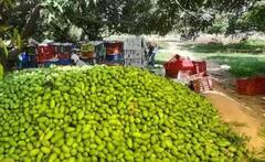 Mango Farming Tips: ਅੰਬ ਨੂੰ ਮਿੱਠਾ ਬਣਾਉਣ 'ਚ ਮਦਦ ਕਰੇਗੀ ਆਹ ਖਾਦ, ਜਾਣੋ ਵਰਤਣ ਦਾ ਤਰੀਕਾ