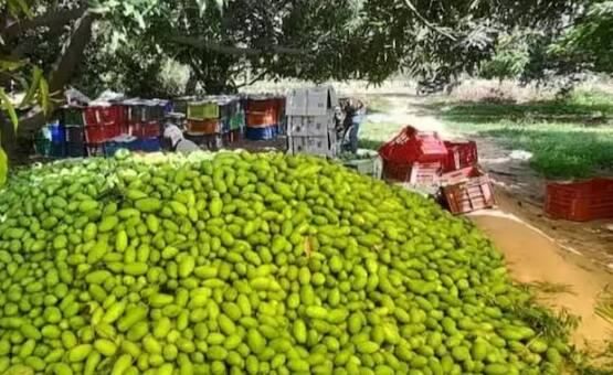 ਅੰਬ ਗਰਮੀਆਂ ਵਿੱਚ ਹੋਣ ਵਾਲਾ ਫਲ ਹੈ, ਜੇਕਰ ਤੁਸੀਂ ਚਾਹੁੰਦੇ ਹੋ ਕਿ ਅੰਬ ਦਾ ਬੂਟਾ ਚੰਗਾ ਫਲ ਦੇਵੇ, ਤਾਂ ਇਸ ਦੇ ਲਈ ਚੰਗੀ ਖਾਦ ਦੀ ਲੋੜ ਹੁੰਦੀ ਹੈ। ਪਰ ਅੰਬਾਂ ਨੂੰ ਮਿੱਠਾ ਬਣਾਉਣ ਲਈ ਇੱਕ ਖਾਸ ਤਰ੍ਹਾਂ ਦੀ ਖਾਦ ਦੀ ਲੋੜ ਹੁੰਦੀ ਹੈ। ਖੇਤੀ ਮਾਹਰ ਵੀ ਇਸ ਗੱਲ ਨੂੰ ਮੰਨਦੇ ਹਨ।