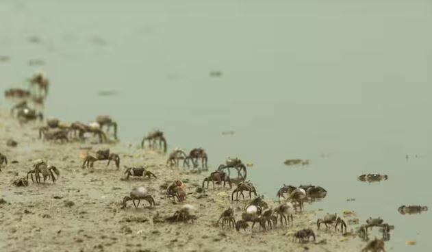 ਨਮੀ ਨੂੰ ਘਟਾਓ: ਨਮੀ ਵਾਲੀਆਂ ਥਾਵਾਂ 'ਤੇ ਦੀਮਕ ਜ਼ਿਆਦਾ ਤੇਜ਼ੀ ਨਾਲ ਵਧਦੇ ਹਨ। ਇਸ ਲਈ, ਘਰ ਵਿੱਚ ਨਮੀ ਨੂੰ ਘਟਾਉਣ ਲਈ, ਹਵਾਦਾਰੀ ਵਿੱਚ ਸੁਧਾਰ ਕਰੋ ਅਤੇ ਲੀਕੇਜ ਦੀਆਂ ਸਮੱਸਿਆਵਾਂ ਨੂੰ ਤੁਰੰਤ ਠੀਕ ਕਰੋ।