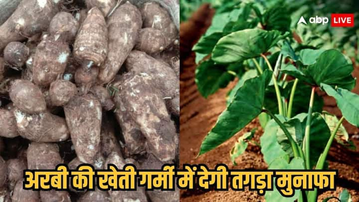 Arbi Farming Tips: अरबी की खेती एक हेक्टेयर में करीब 250 से 300 क्विंटल तक उपज देती है. जिससे किसानों को खूब मुनाफा होता है. चलिए जानते अरबी की उपज को बढ़ाकर कैसे उठा सकते हैं फायदा.