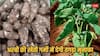 इस तरकीब से करें अरबी की खेती, बेहतर उपज के साथ होगा खूब मुनाफा