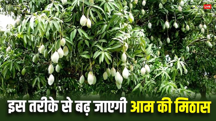 Mango Farming Tips: आम को अधिक मीठा बनाने के लिए उसमें एक खास तौर के खाद का छिड़काव जरूरी होता है. कृषि विशेषज्ञ भी इस बात को मानते हैं. चलिए जानते हैं किस खाद को मिलाने से होता है फायदा.