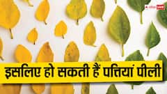 घर में लगे पौधों की पत्तियां हो रही हैं पीली! हो सकती है ये वजह