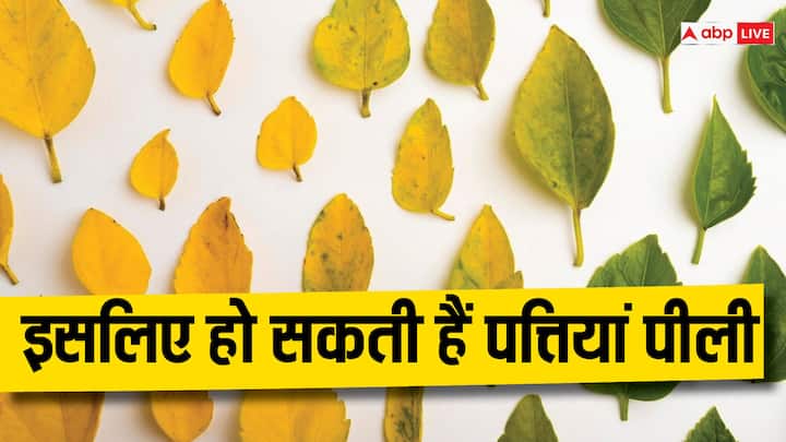 5 Reasons why your plants leaves turning yellow Plant Care Tip: घर में लगे पौधों की पत्तियां हो रही हैं पीली! हो सकती है ये वजह