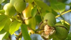 गमले में उगा सकते हैं अखरोट, बेहद आसान है तरीका