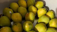 आम को मीठा बनाने में मदद करेगी यह खाद, जानें इस्तेमाल के तरीके