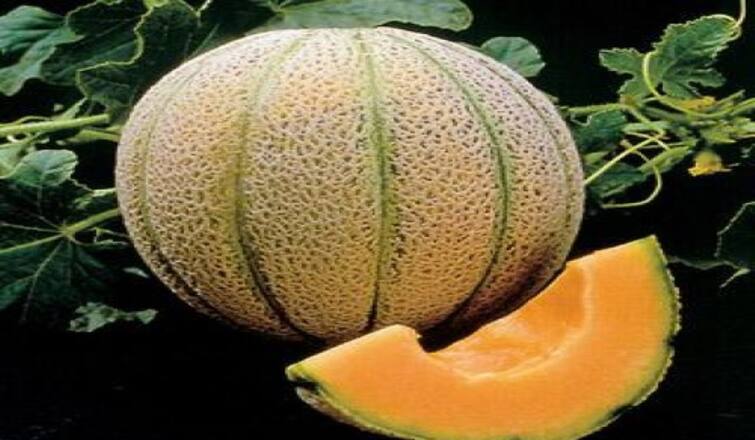 Muskmelon benefits : ઉનાળામાં પાણીથી ભરપૂર સાકર ટેટીના સેવનના છે અદભૂત ફાયદા, આ રીતે કરો સેવન