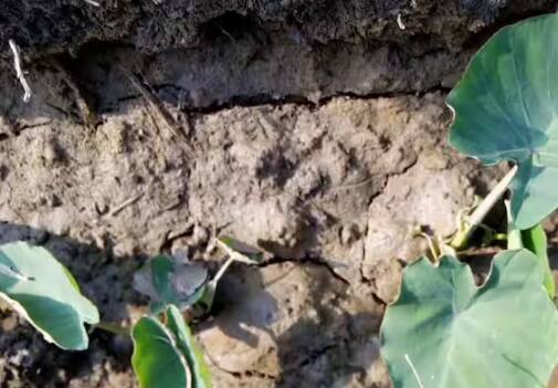 ਬਿਜਾਈ ਤੋਂ 5-6 ਦਿਨਾਂ ਬਾਅਦ ਸਿੰਚਾਈ ਕਰੋ। ਇਸ ਤੋਂ ਬਾਅਦ 9-10 ਦਿਨਾਂ ਬਾਅਦ ਰੁਕ-ਰੁਕ ਕੇ ਸਿੰਚਾਈ ਕਰਦੇ ਰਹੋ। ਬਿਜਾਈ ਤੋਂ 5-6 ਮਹੀਨਿਆਂ ਵਿੱਚ ਫ਼ਸਲ ਤਿਆਰ ਹੋ ਜਾਂਦੀ ਹੈ।